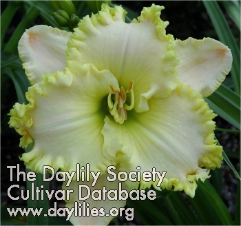 Daylily Arts and Crafts